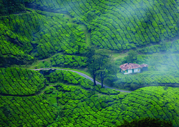 Munnar hill station