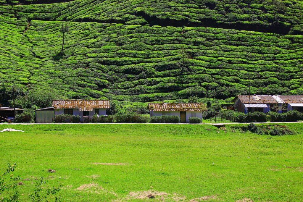 Tea Plantation India