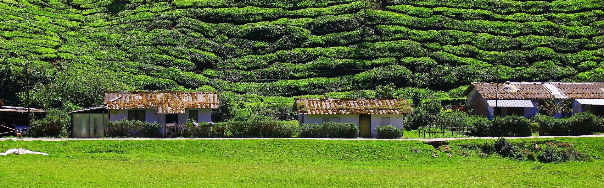 Tea Plantation India