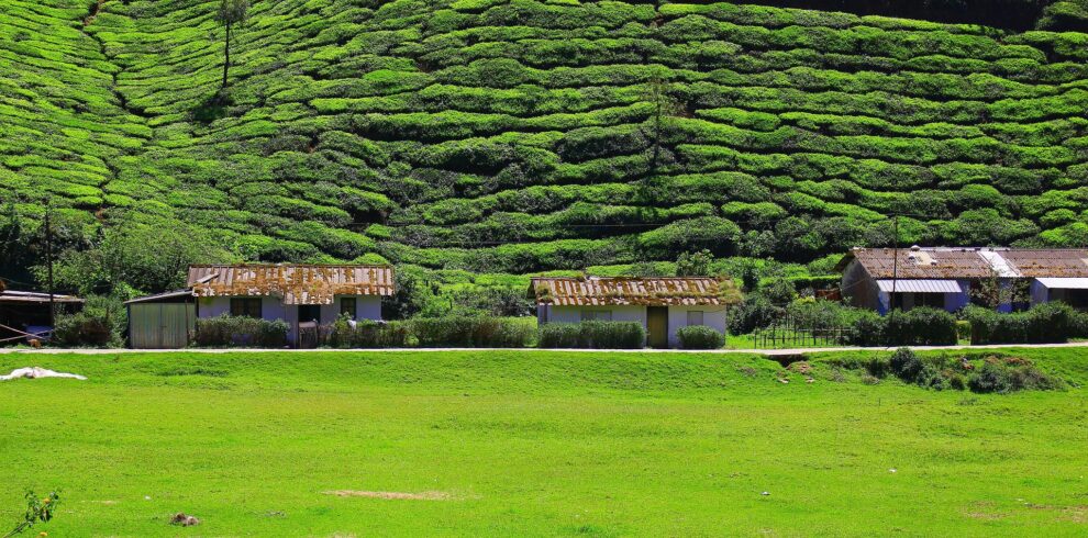 Tea Plantation India