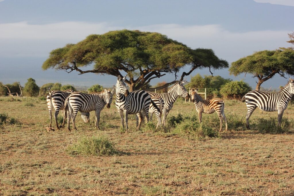 The Masai Mara,Kenya