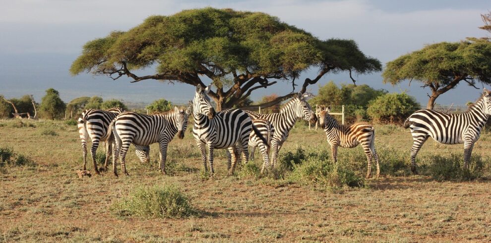 The Masai Mara,Kenya