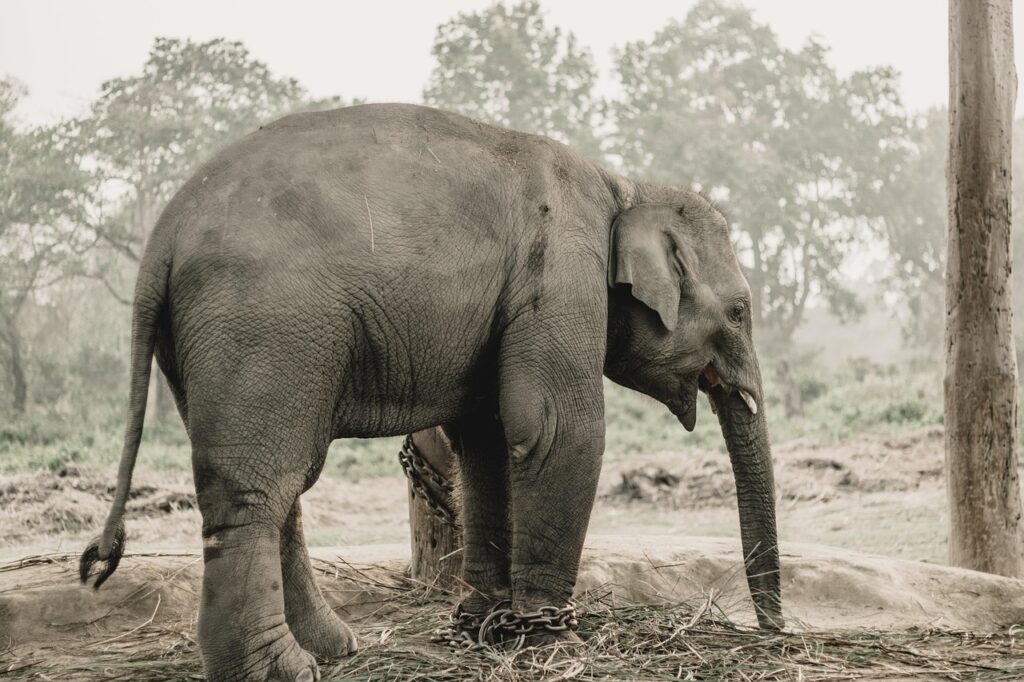 Chitwan, Nepal