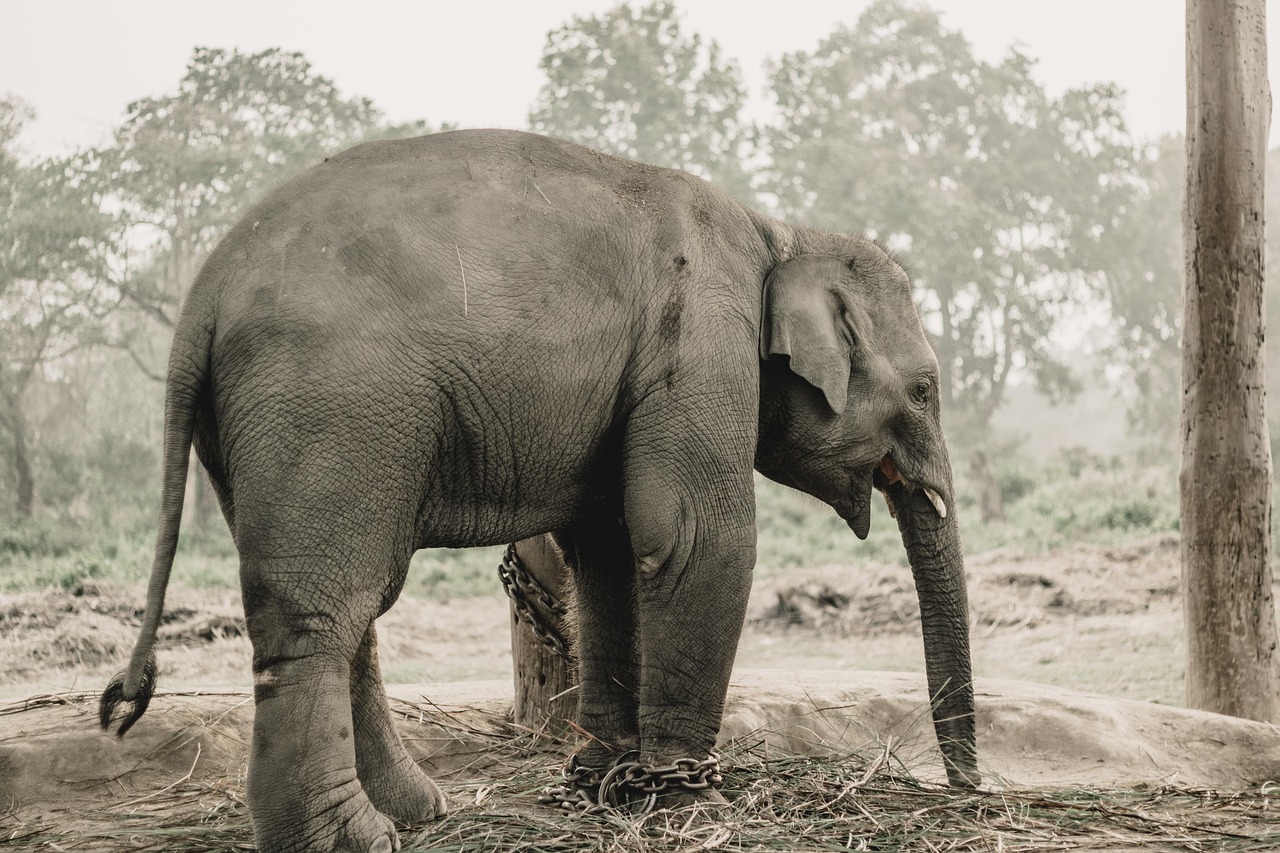 Chitwan, Nepal